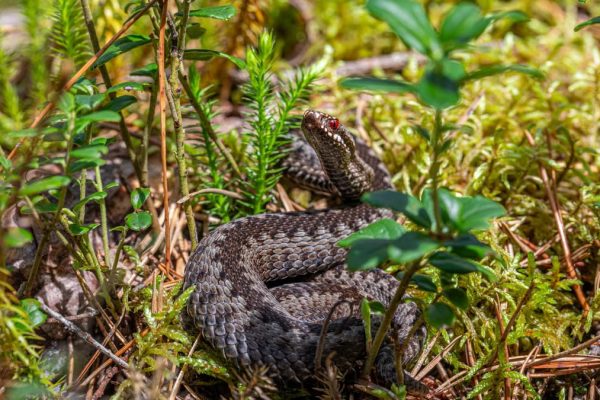An European adder coiled on the forest floor in Mustjõe, Estonia during summer.